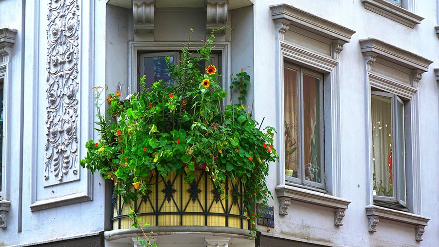 piante per balcone stretto